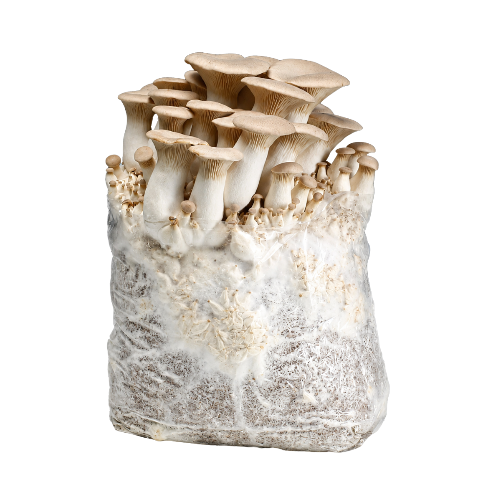 King Oyster Mushroom Fruiting Block Kit