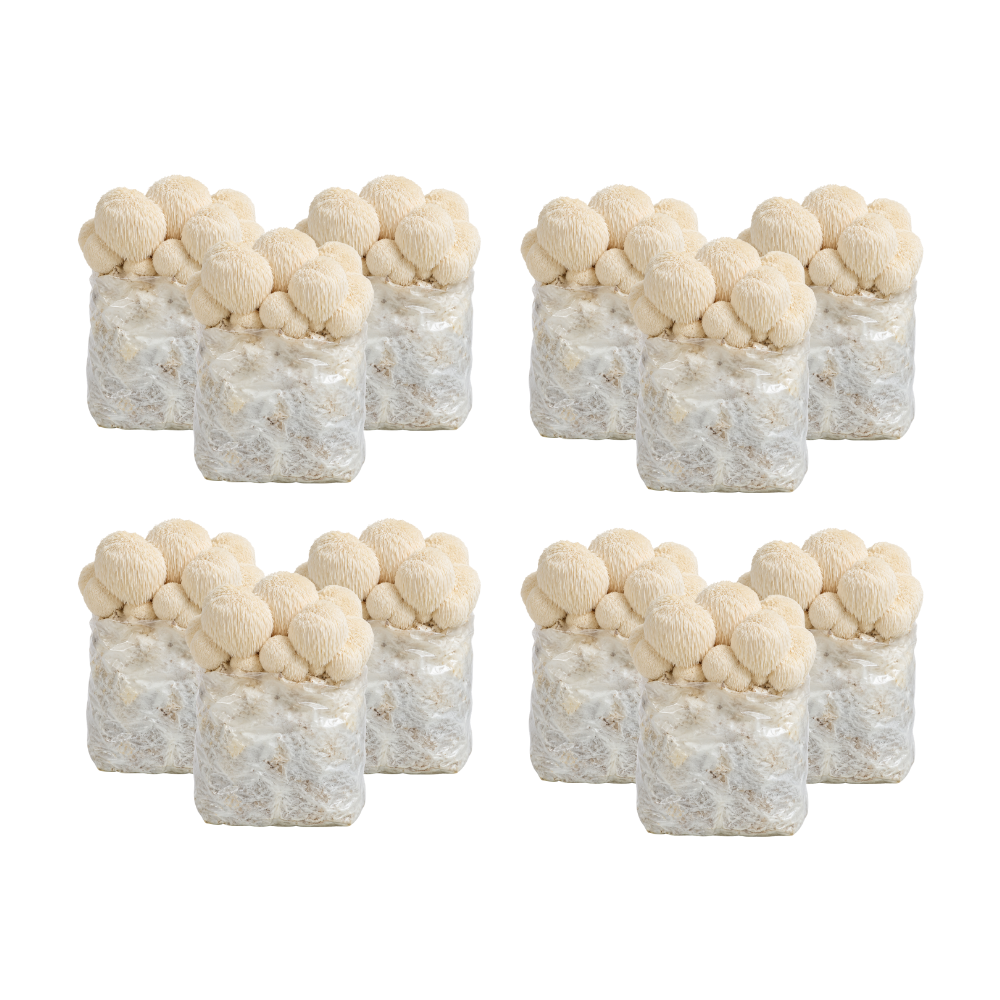 Lion's Mane Mushroom Fruiting Block Kit