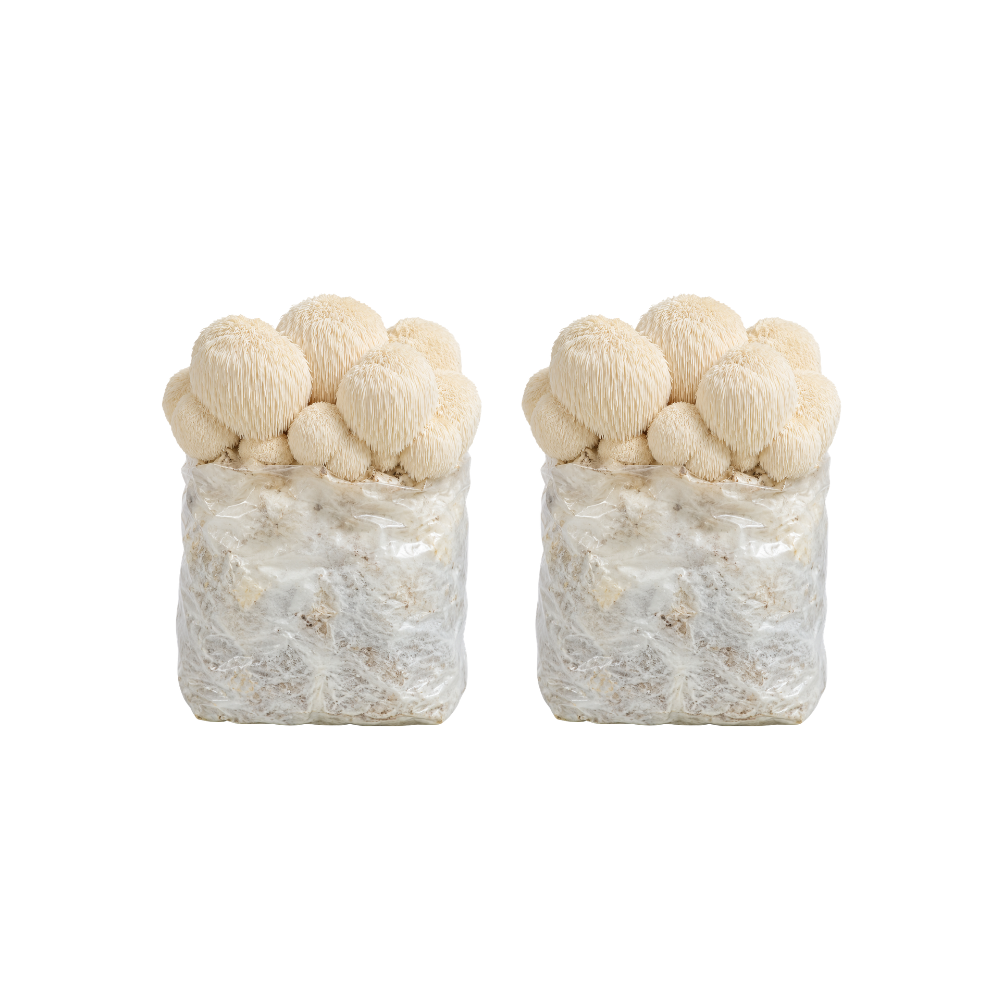 Lion's Mane Mushroom Fruiting Block Kit