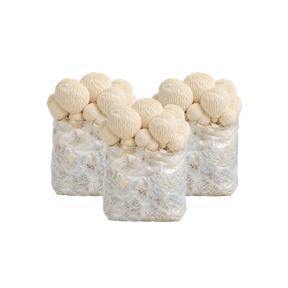 Lion's Mane Mushroom Fruiting Block Kit