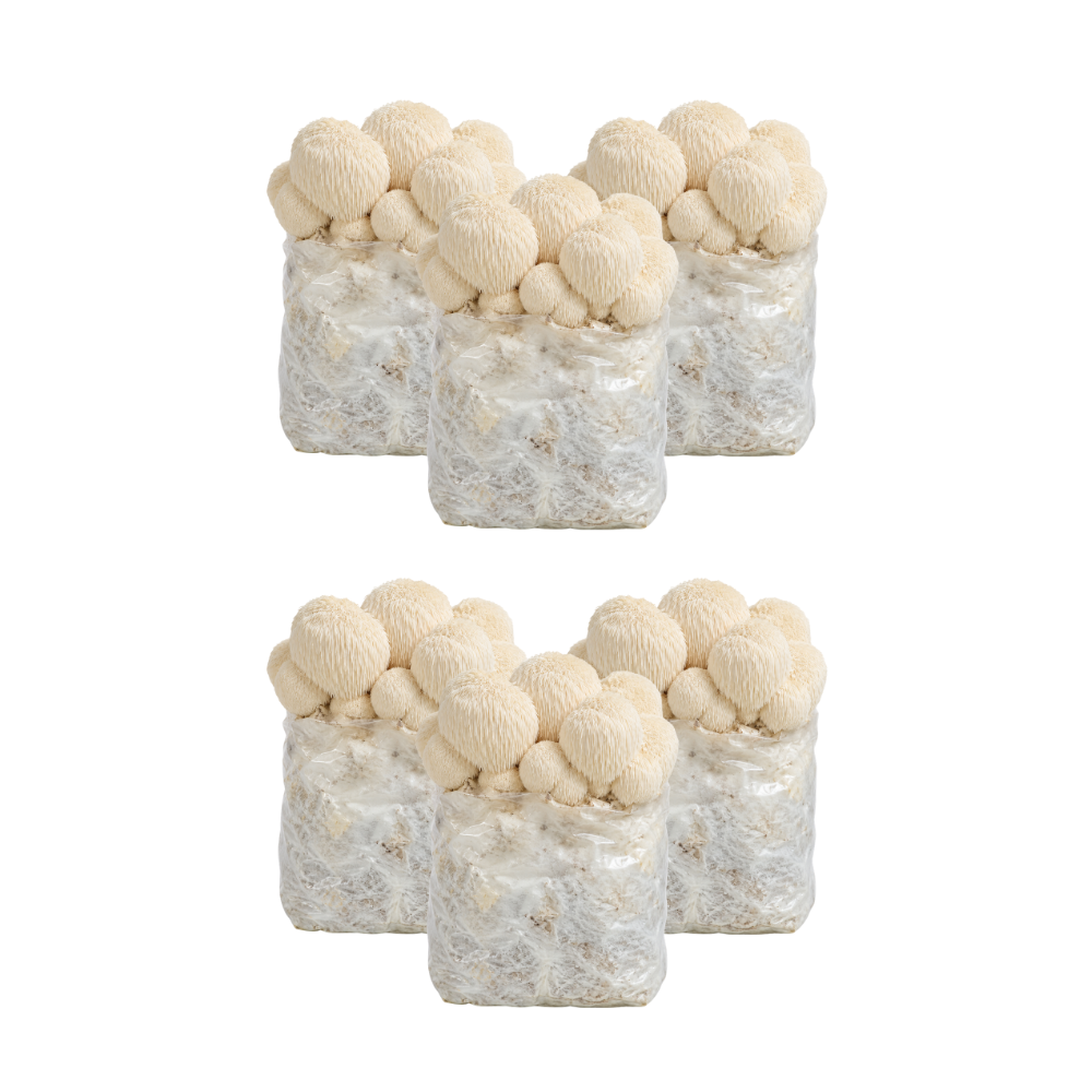 Lion's Mane Mushroom Fruiting Block Kit