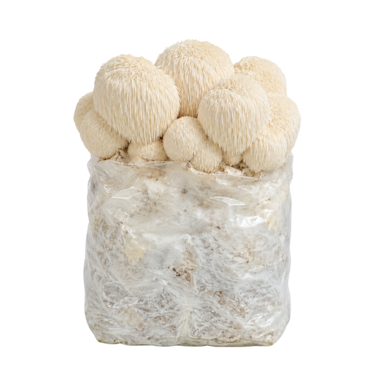 Lion's Mane Mushroom Fruiting Block Kit
