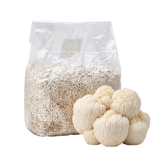 Lion's Mane Mushroom Grain Spawn Bag
