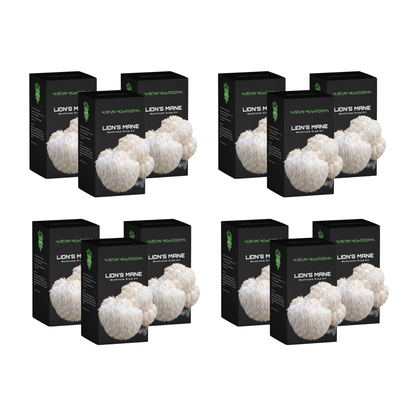 Lion's Mane Mushroom Grow Kit
