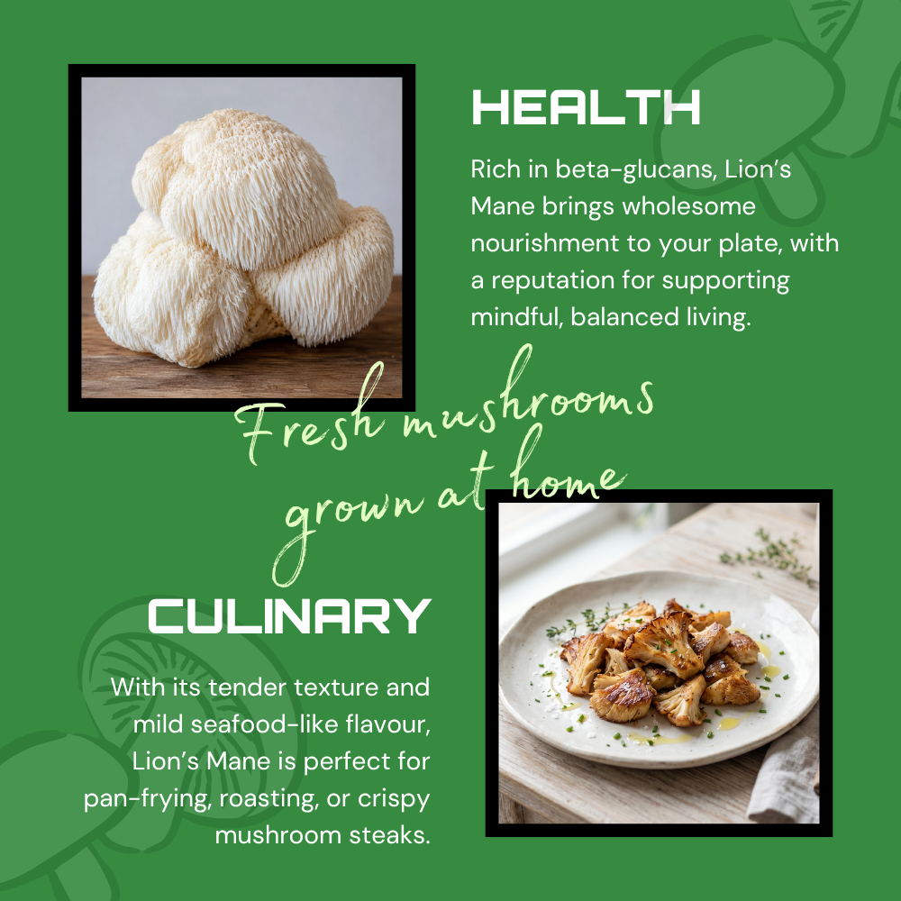 Lion's Mane Mushroom Grow Kit
