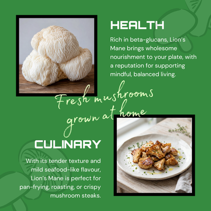 Lion's Mane Mushroom Grow Kit