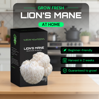 Lion's Mane Mushroom Grow Kit