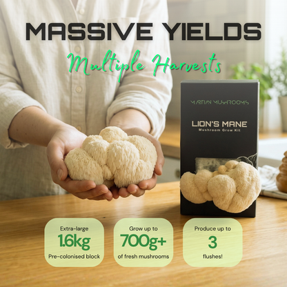 Lion's Mane Mushroom Grow Kit
