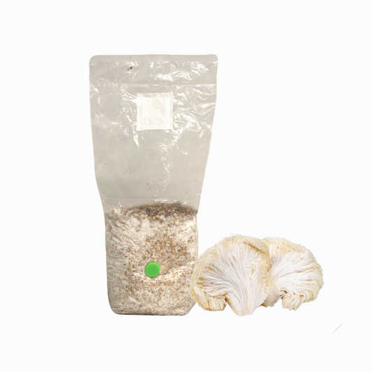 Lion's Mane Grain Spawn Bag