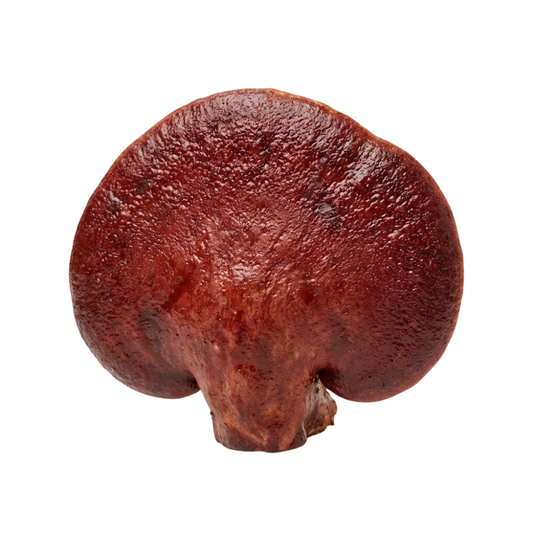 Beefsteak Mushroom Liquid Culture