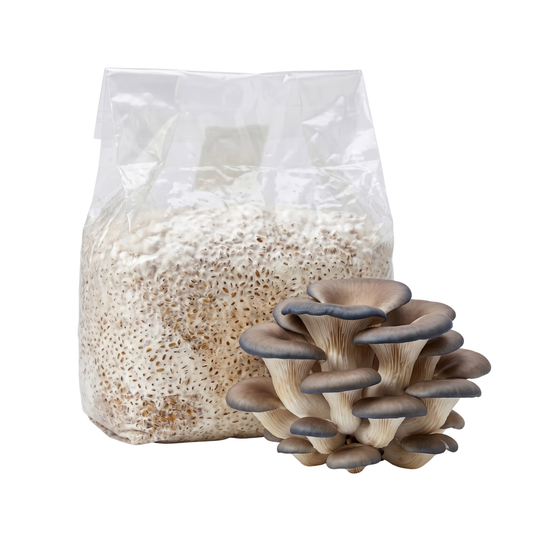 Blue Oyster Mushroom Grain Spawn Bag