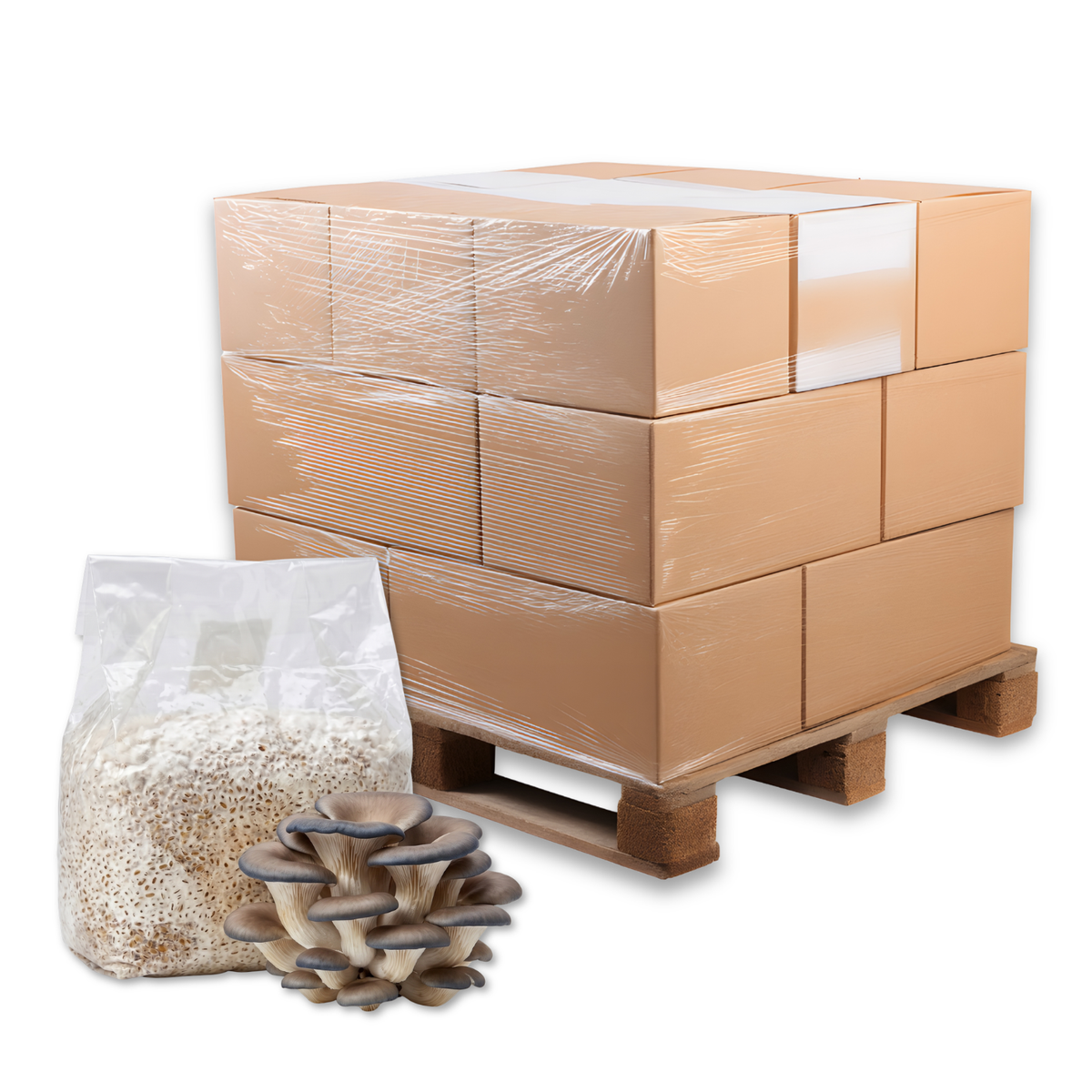 Bulk Blue Oyster Mushroom Grain Spawn Bag