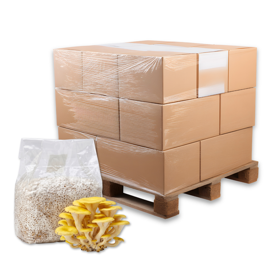 Bulk Golden Oyster Mushroom Grain Spawn Bag
