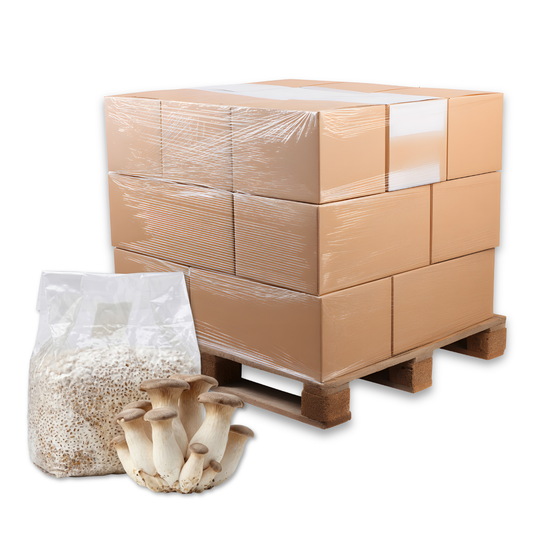 Bulk King Oyster Mushroom Grain Spawn Bag