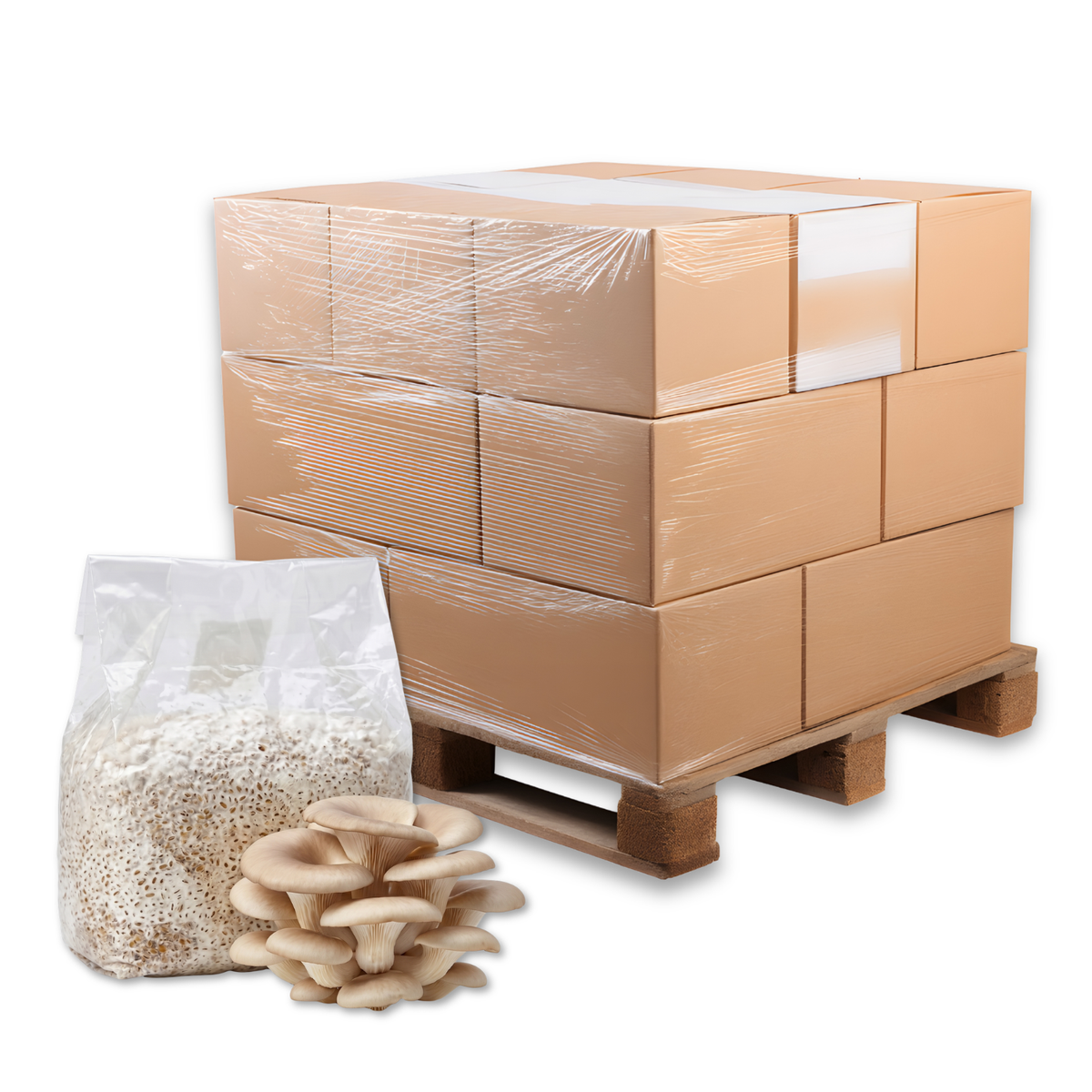 Bulk Pearl Oyster Mushroom Grain Spawn Bag