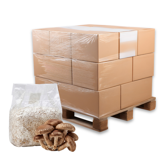 Bulk Shiitake Mushroom Grain Spawn Bag