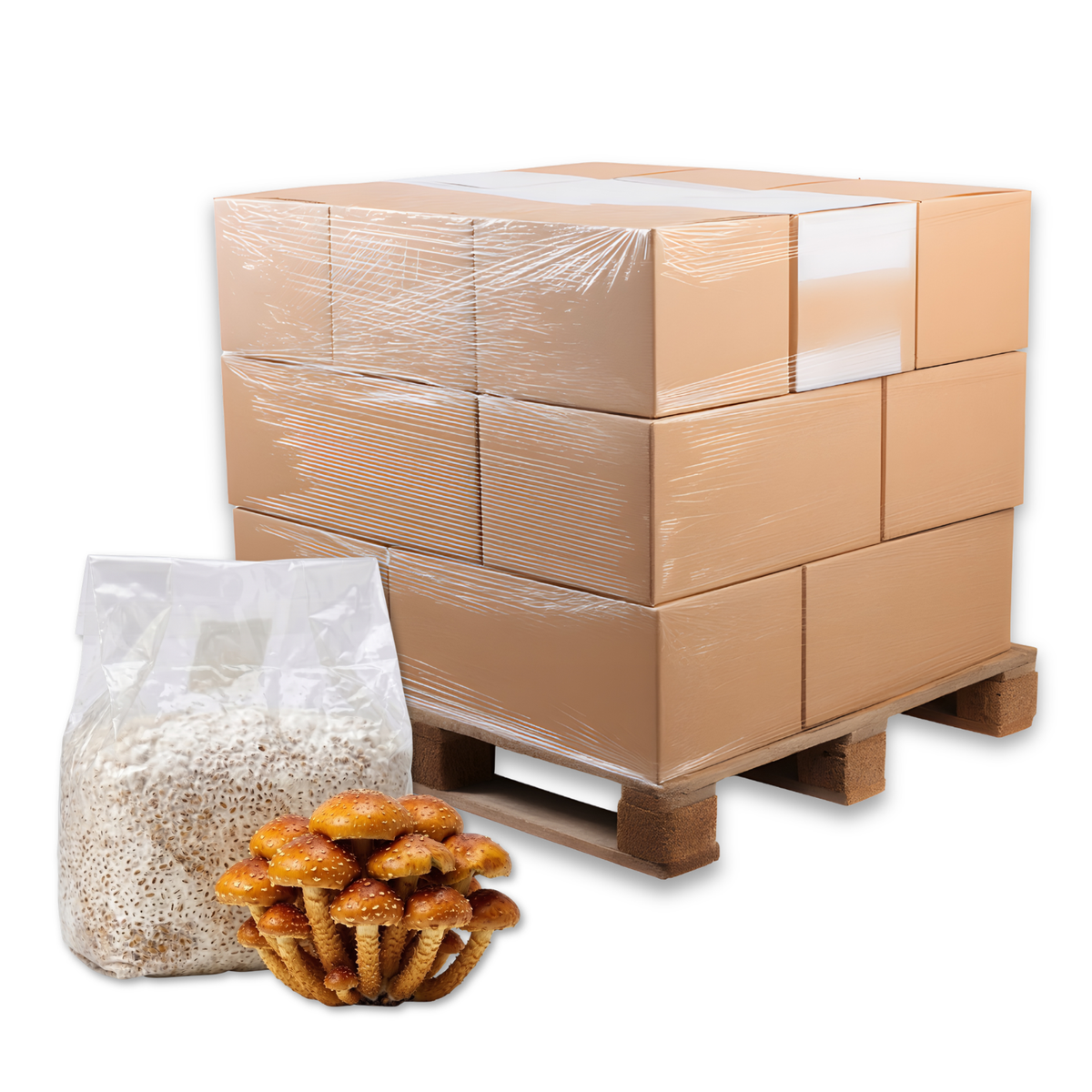 Bulk Speckled Chestnut Mushroom Grain Spawn Bag
