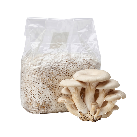 Elm Oyster Mushroom Grain Spawn Bag