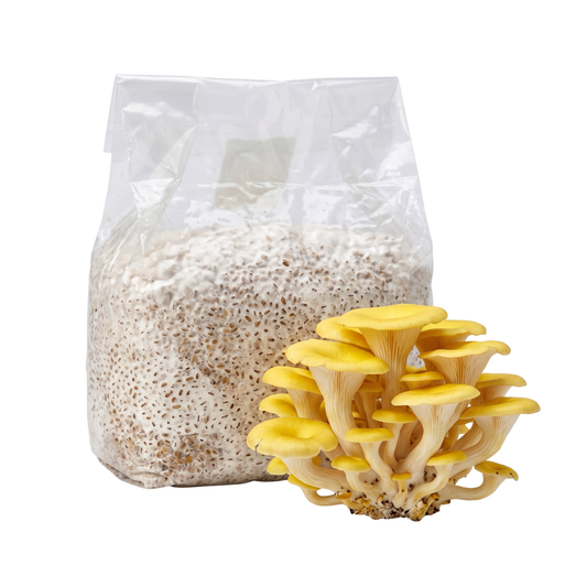 Golden Oyster Mushroom Grain Spawn Bag