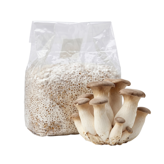 King Oyster Mushroom Grain Spawn Bag