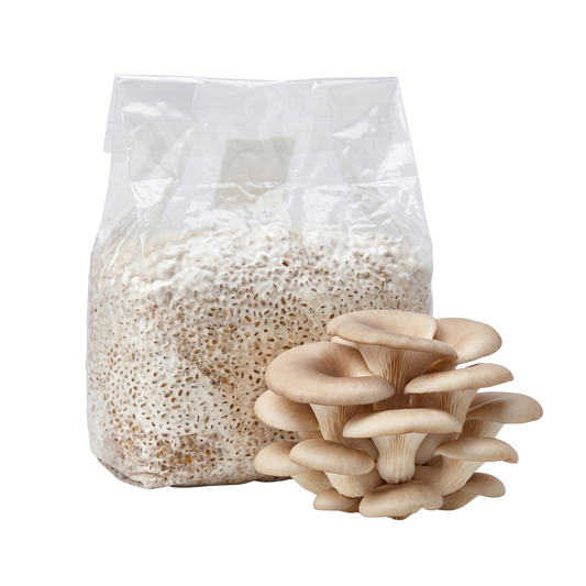Pearl Oyster Mushroom Grain Spawn Bag