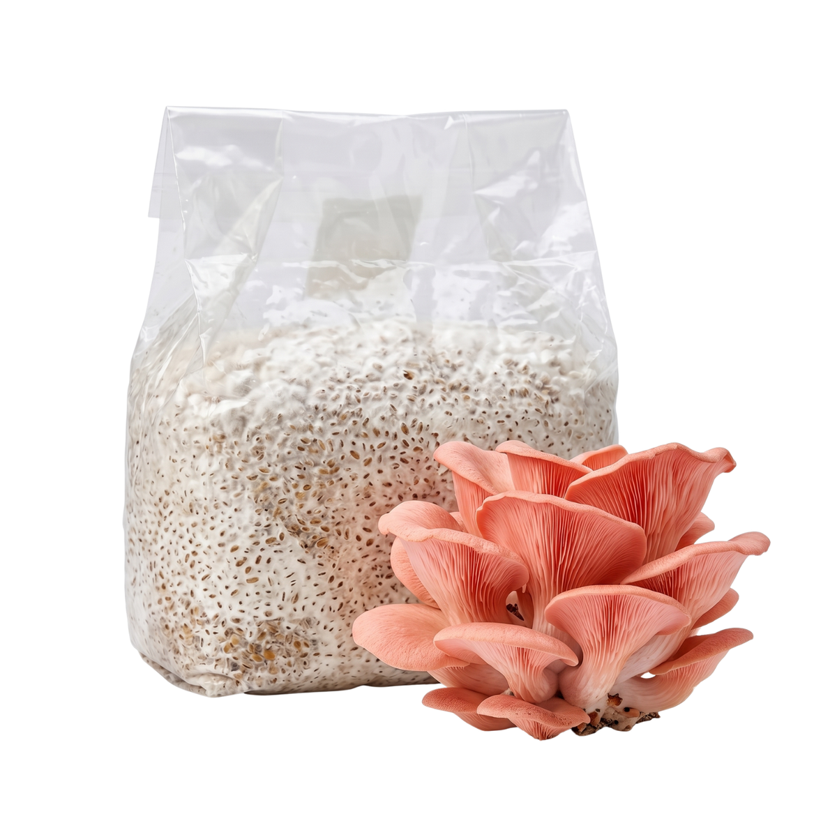 Pink Oyster Mushroom Grain Spawn Bag