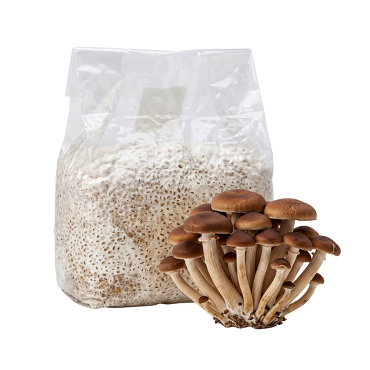 Pioppino Mushroom Grain Spawn Bag