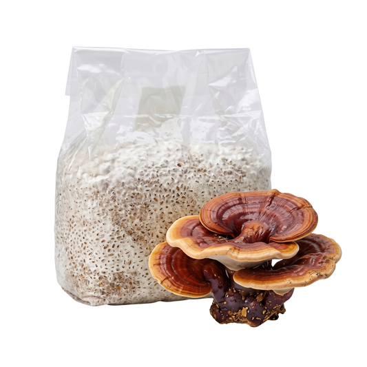 Reishi Mushroom Grain Spawn Bag