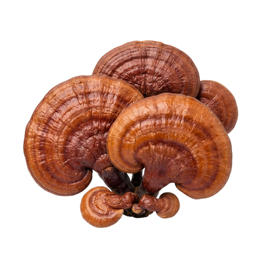 Reishi Mushroom Liquid Culture