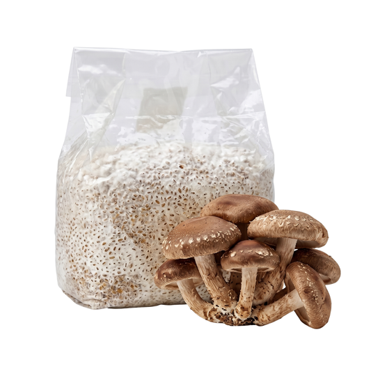 Shiitake Mushroom Grain Spawn Bag