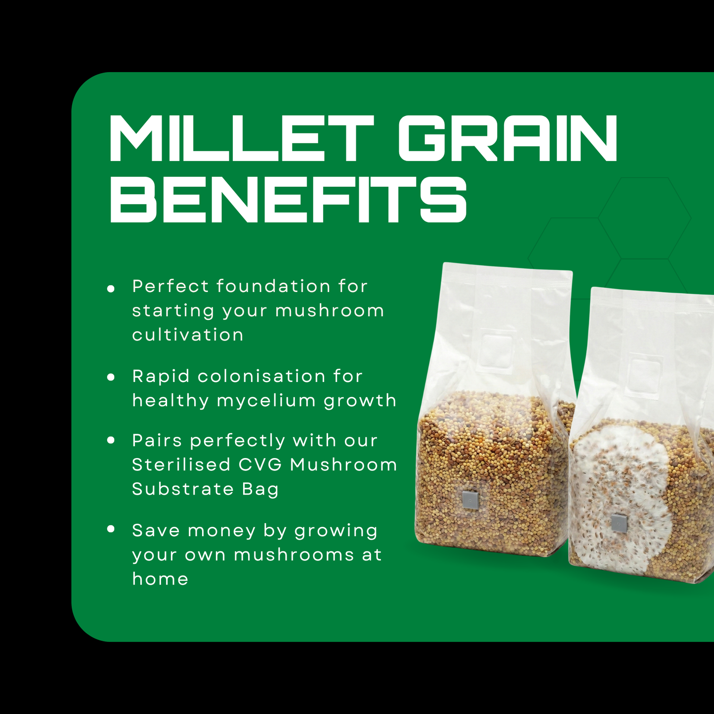 Sterilised Millet Mushroom Grain Spawn Bag