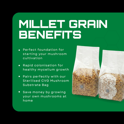 Sterilised Millet Mushroom Grain Spawn Bag