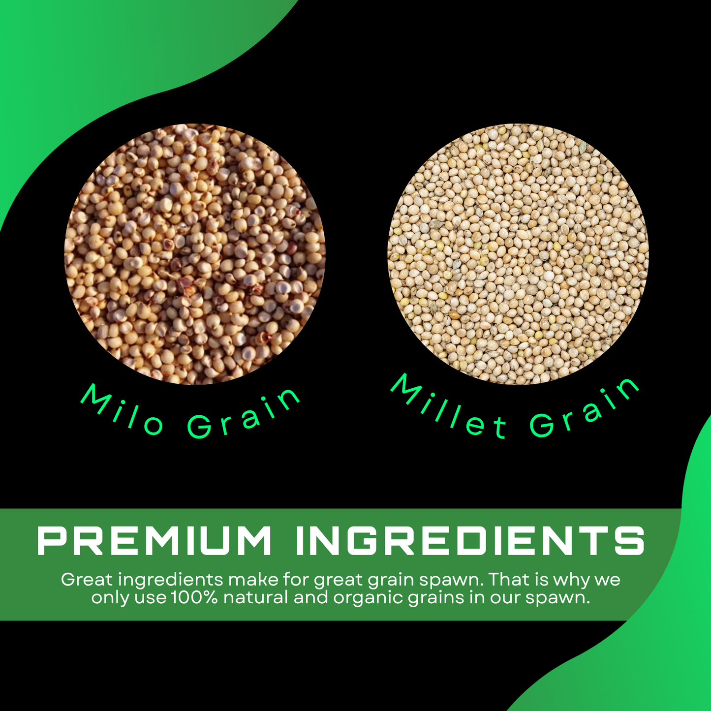 Sterilised Millet Mushroom Grain Spawn Bag
