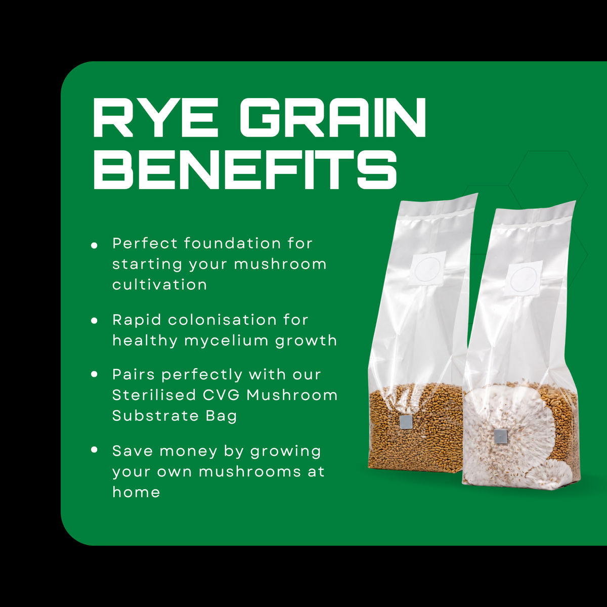 Sterilised Rye Mushroom Grain Spawn Bag