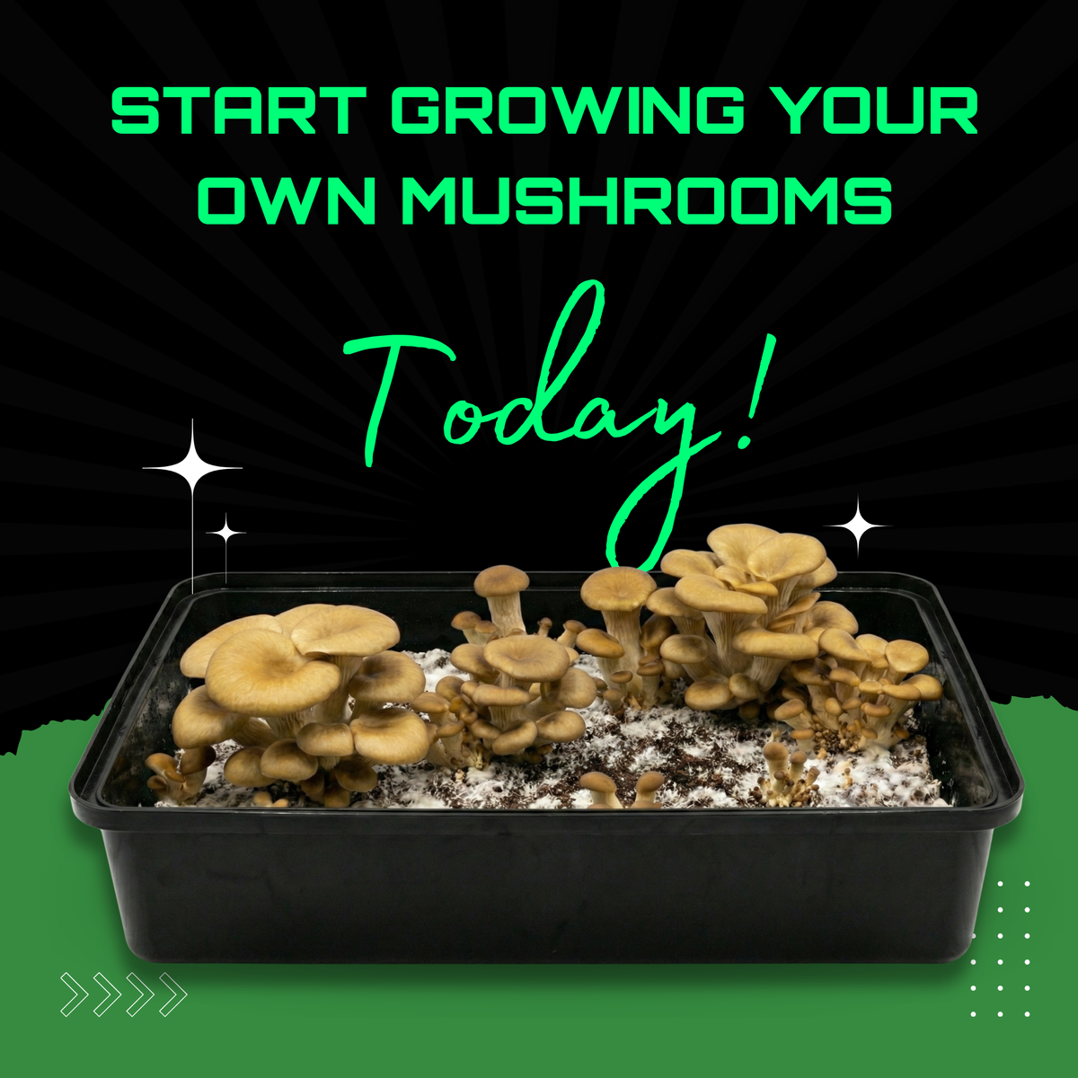 Sterilised Rye Mushroom Grain Spawn Bag