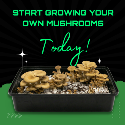 Sterilised Rye Mushroom Grain Spawn Bag