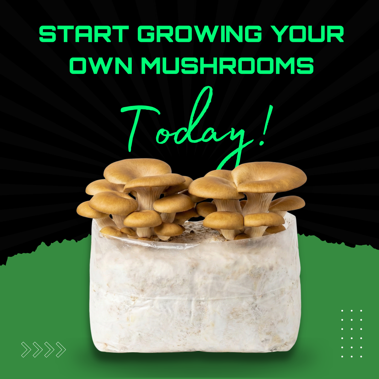 MushBag™ All-In-One Mushroom Grow Kit