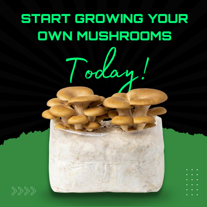 MushBag™ All-In-One Mushroom Grow Kit