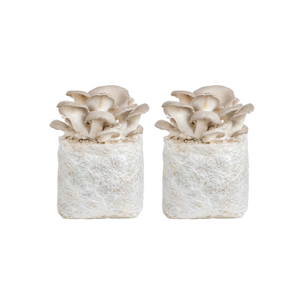 Pearl Oyster Mushroom Fruiting Block Kit