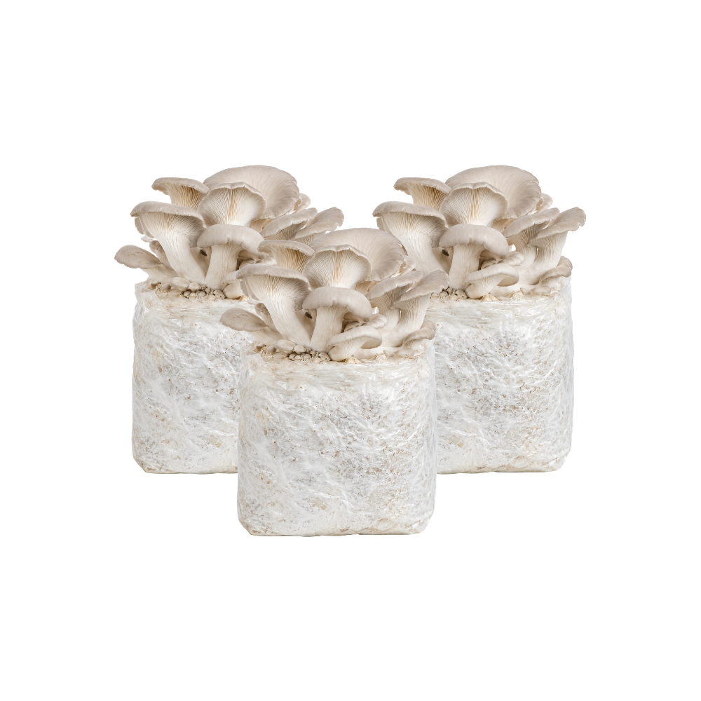Pearl Oyster Mushroom Fruiting Block Kit