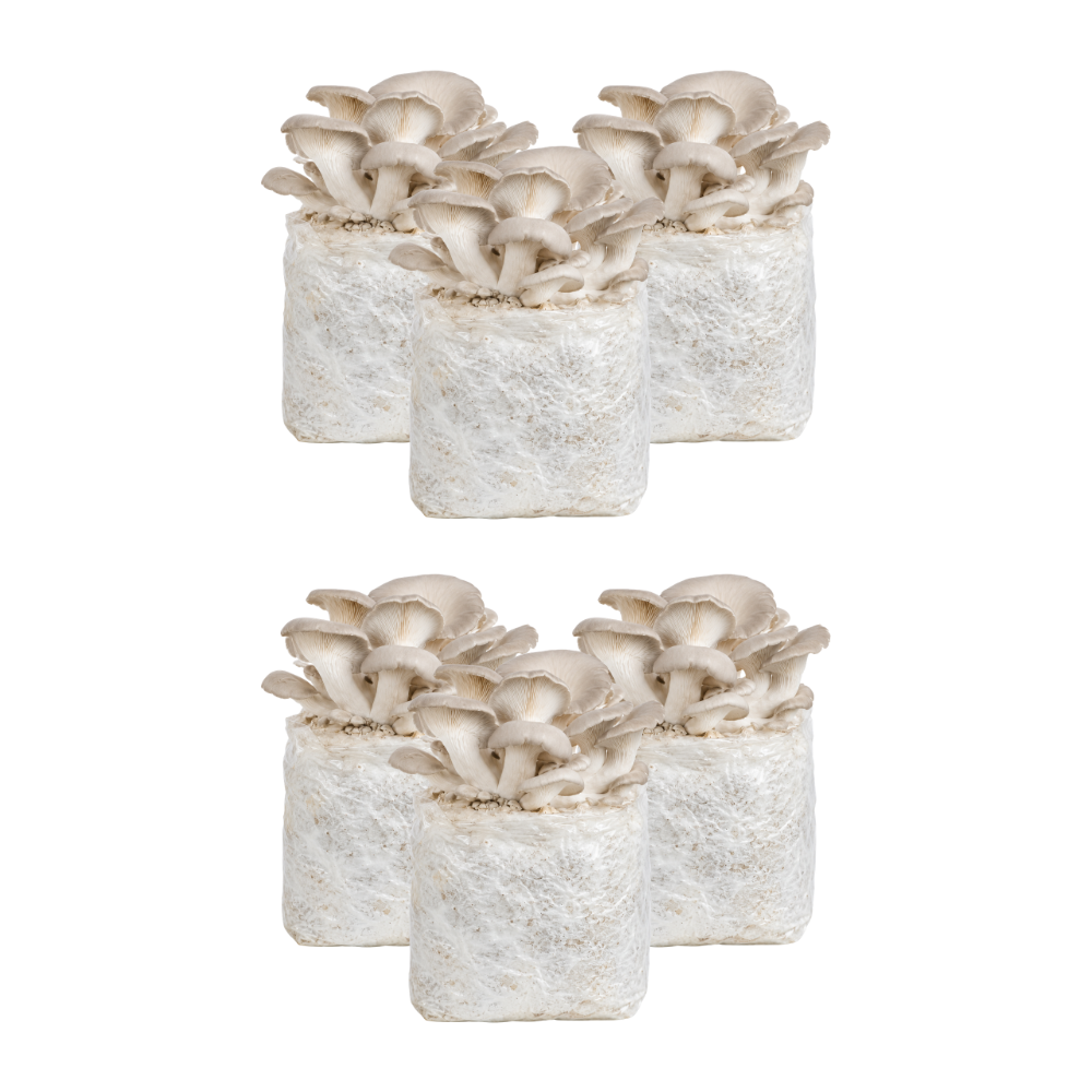 Pearl Oyster Mushroom Fruiting Block Kit