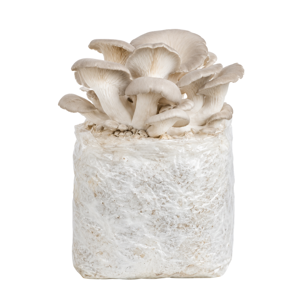 Pearl Oyster Mushroom Fruiting Block Kit