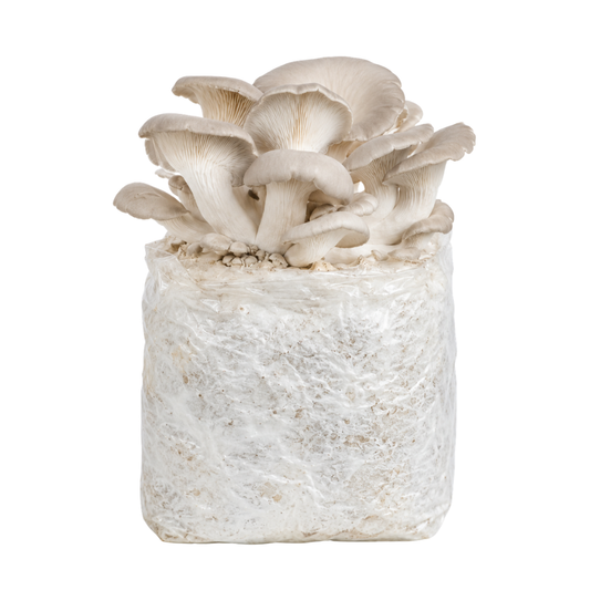 Pearl Oyster Mushroom Fruiting Block Kit