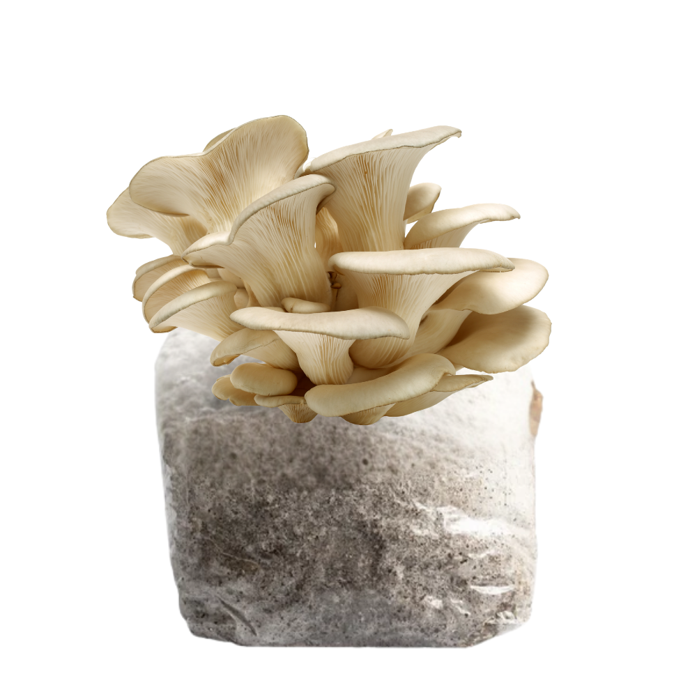 Pearl Oyster Mushroom Fruiting Block Kit