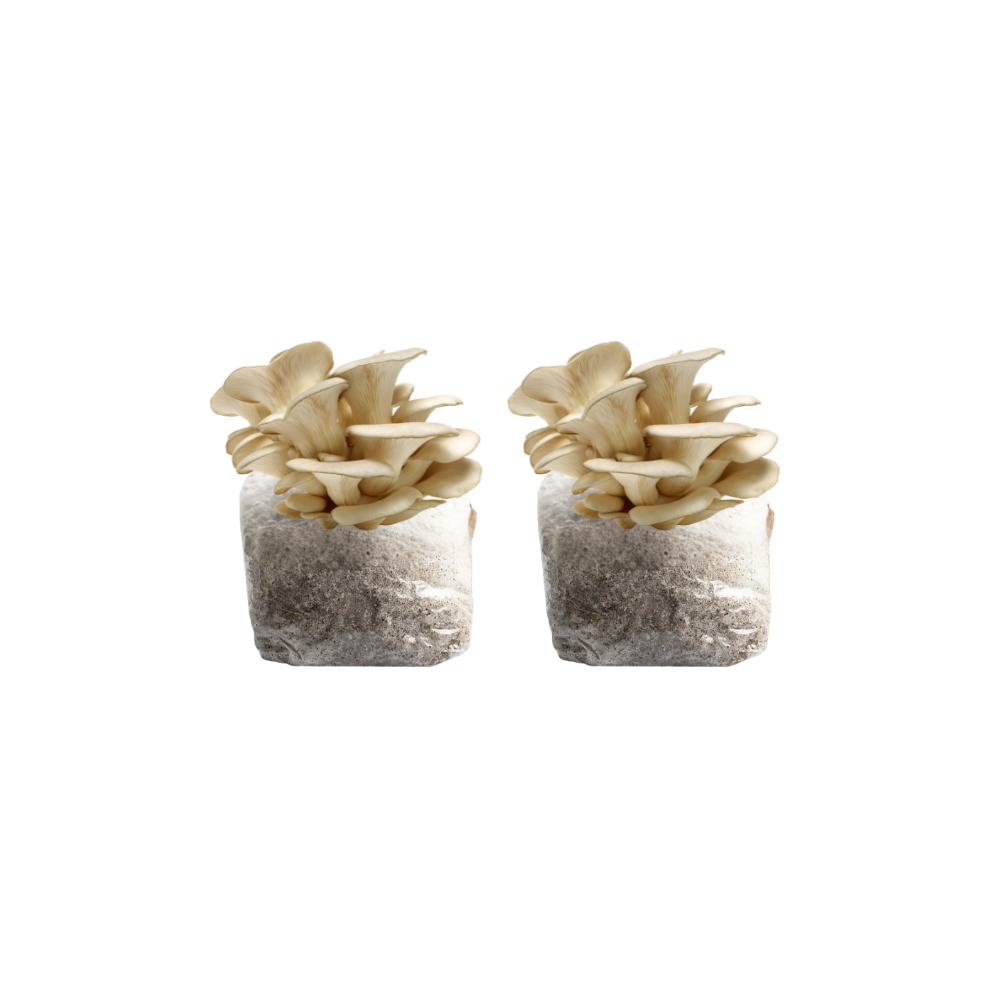 Pearl Oyster Mushroom Fruiting Block Kit