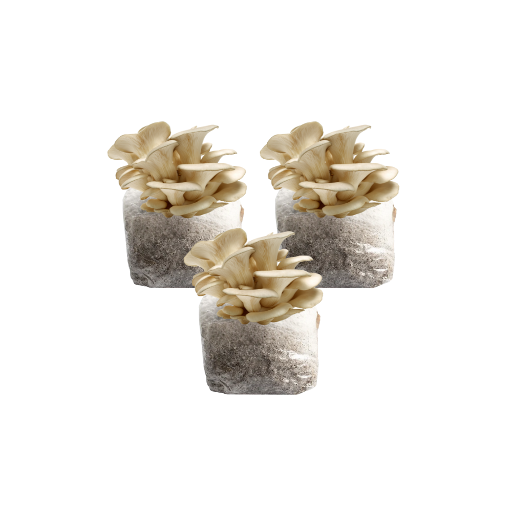 Pearl Oyster Mushroom Fruiting Block Kit