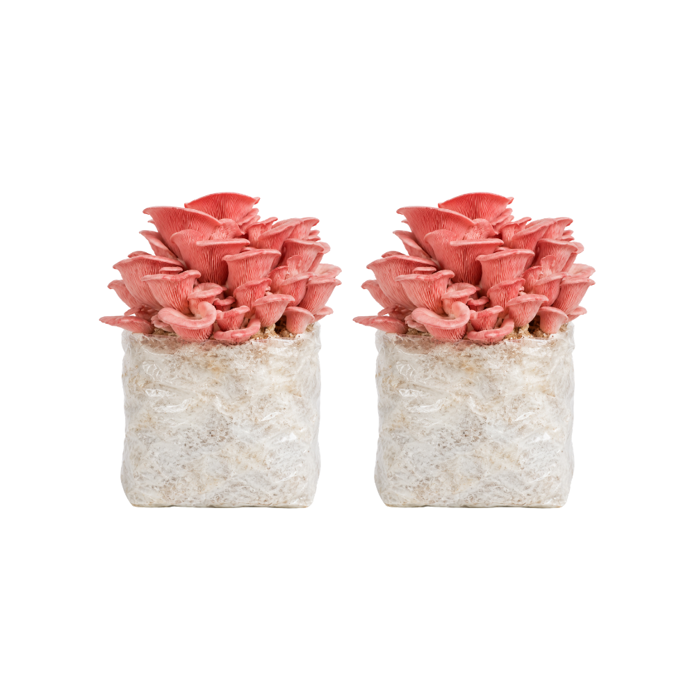 Pink Oyster Mushroom Fruiting Block Kit