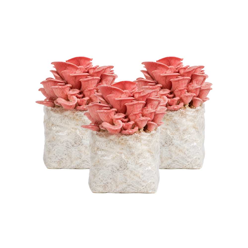 Pink Oyster Mushroom Fruiting Block Kit