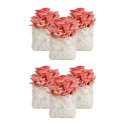 Pink Oyster Mushroom Fruiting Block Kit