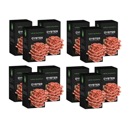 Pink Oyster Mushroom Grow Kit
